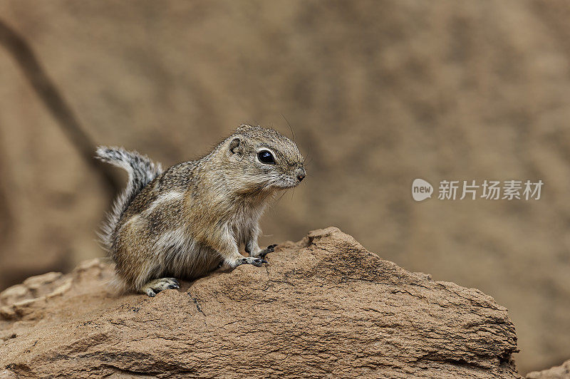 白尾羚羊松鼠(ammospermoophilus leucurus)是一种昼动的地松鼠，发现于美国西南部和墨西哥北部的干旱地区。国会礁国家公园，犹他州。科罗拉多高原。犹他州。